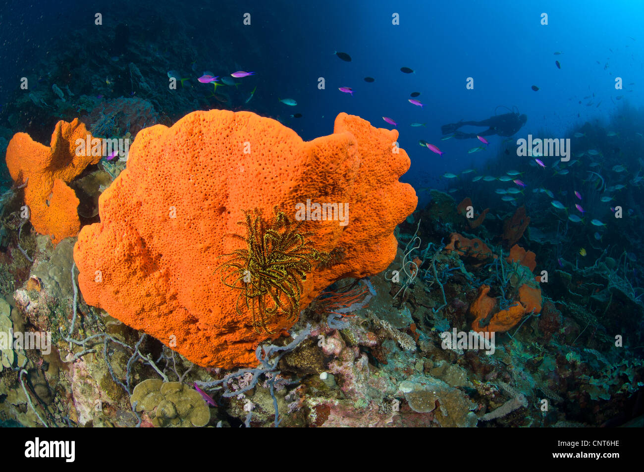 Éponge crinoïde orange avec joint et plongeur, la Papouasie-Nouvelle-Guinée. Banque D'Images
