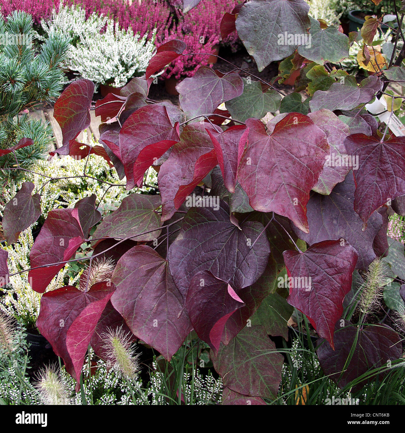 L'Amérique du Nord, l'Est de red bud (Redbud Cercis canadensis), le cultivar 'Forest Pansy', feuilles, ., . Banque D'Images