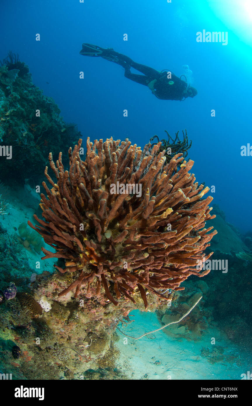 Espèces non identifiées d'éponge avec diver, Restorf Island, Kimbe Bay, la Papouasie-Nouvelle-Guinée. Banque D'Images