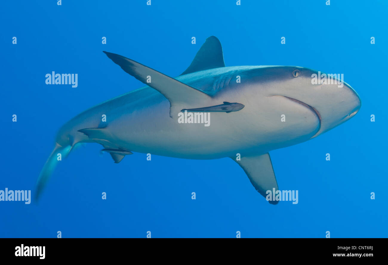 Requin gris de récif (Carcharhinus amblyrhynchos) avec remora, Inglis Shoal, Kimbe Bay, la Papouasie-Nouvelle-Guinée. Banque D'Images