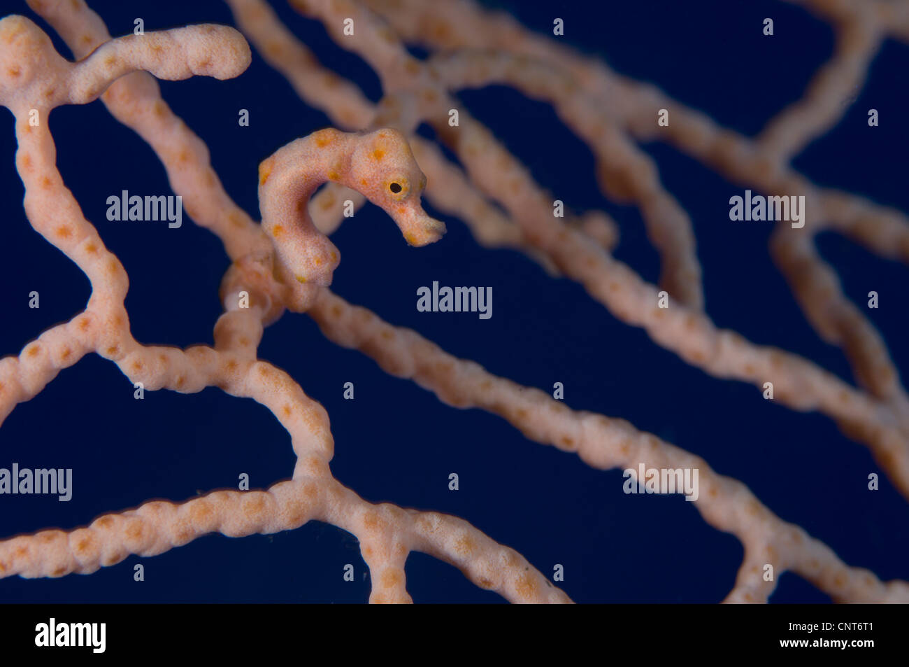 Hippocampe pygmée (Hippocampus denise) sur les éventails de mer, Kimbe Bay, la Papouasie-Nouvelle-Guinée. Banque D'Images