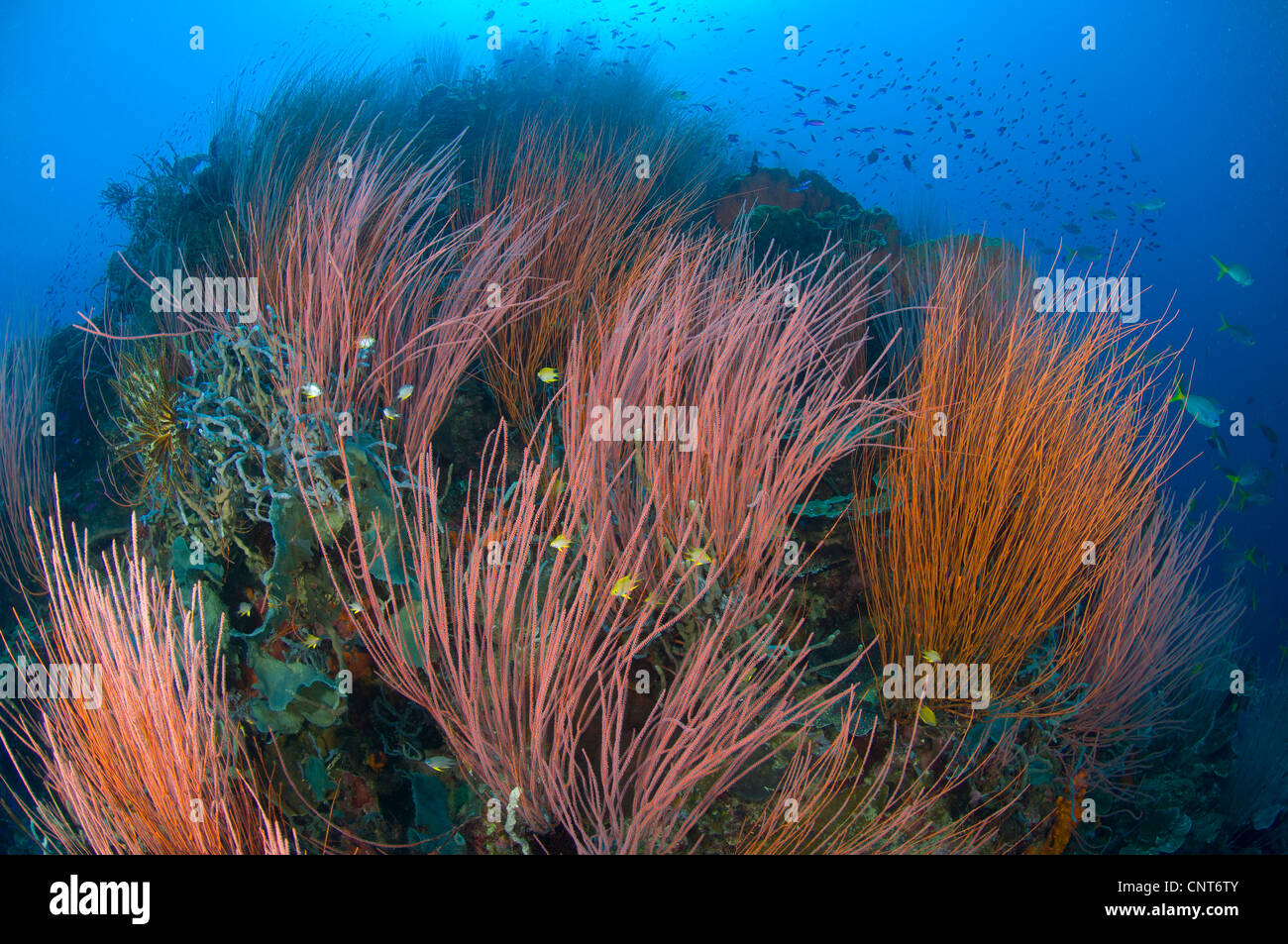 Colonie de fouet rouge corail du ventilateur (Ctenocella sp.) avec diverses espèces de poissons, Kimbe Bay, la Papouasie-Nouvelle-Guinée. Banque D'Images