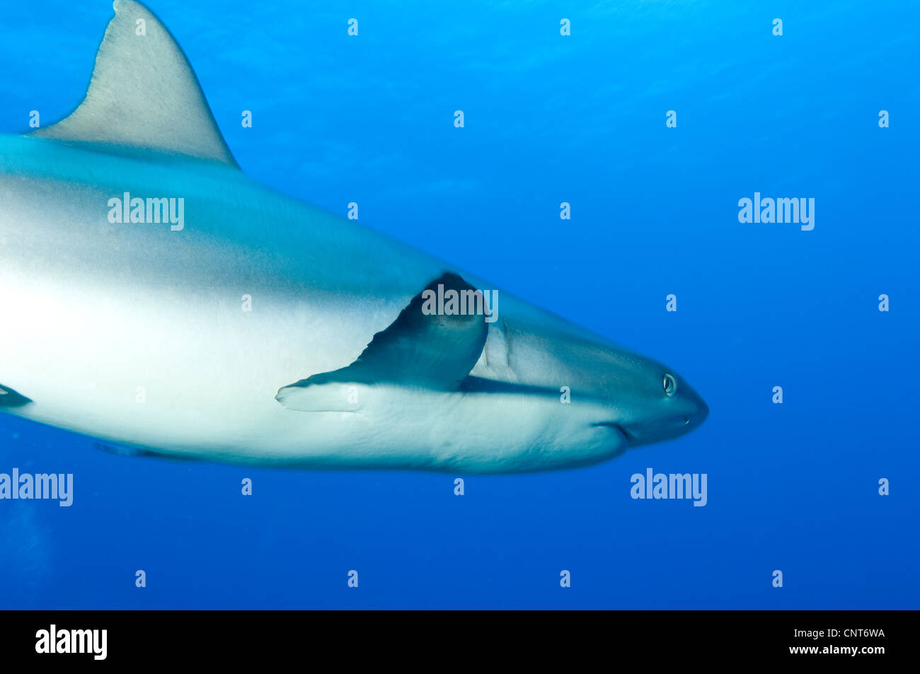 Requin gris de récif (Carcharhinus amblyrhynchos), Inglis Shoal, Kimbe Bay, la Papouasie-Nouvelle-Guinée. Banque D'Images