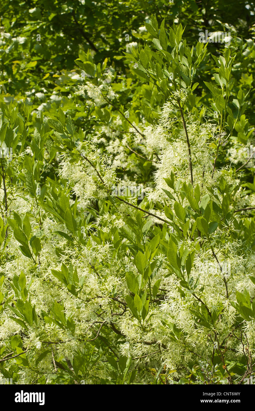 Fleurs blanches de American white Fringetree, Chionanthus virginicus, oléacées, Côte Est des USA Banque D'Images