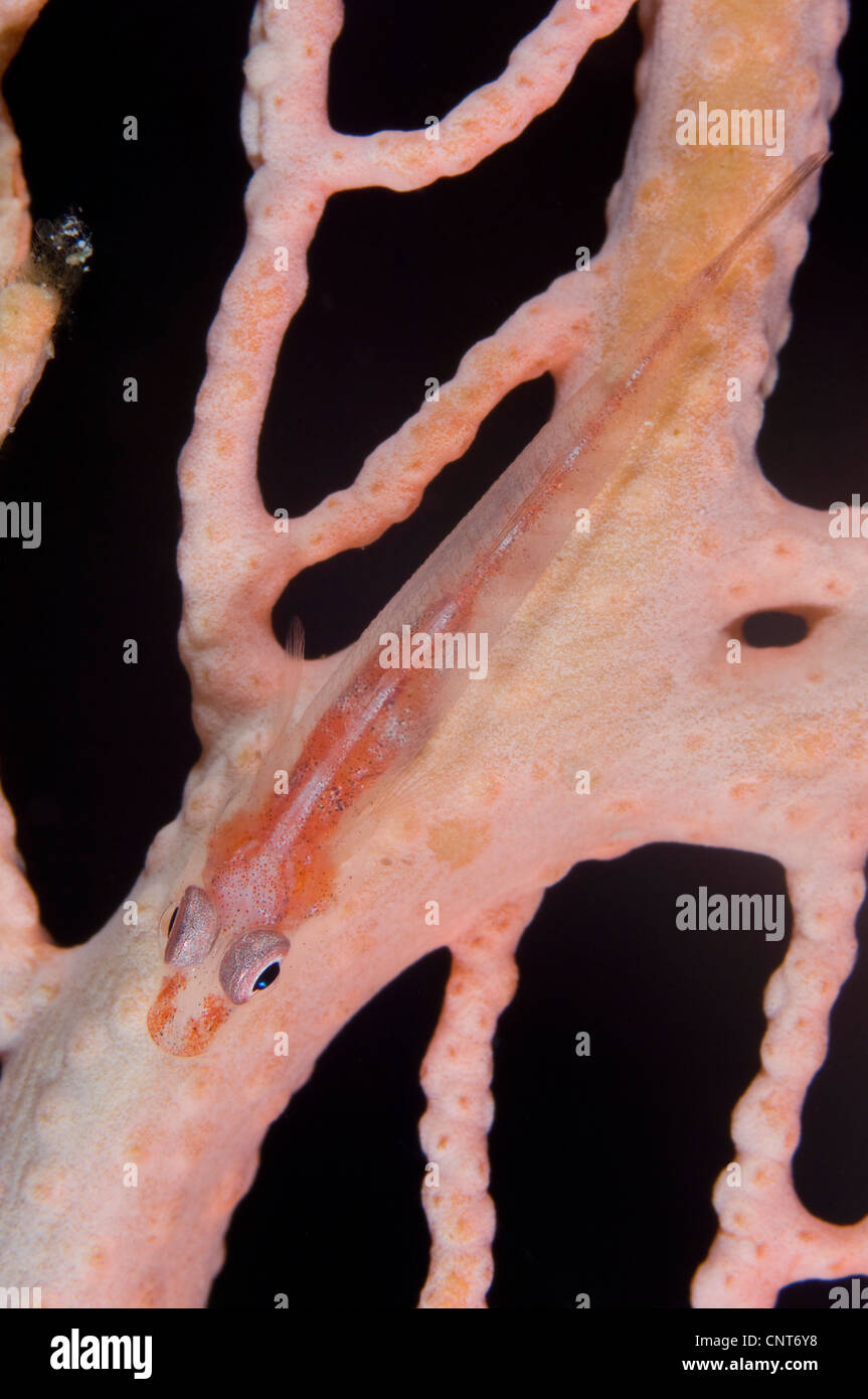 Grand fouet goby (Bryaninops grand) sur le ventilateur, Kimbe Bay, la Papouasie-Nouvelle-Guinée. Banque D'Images