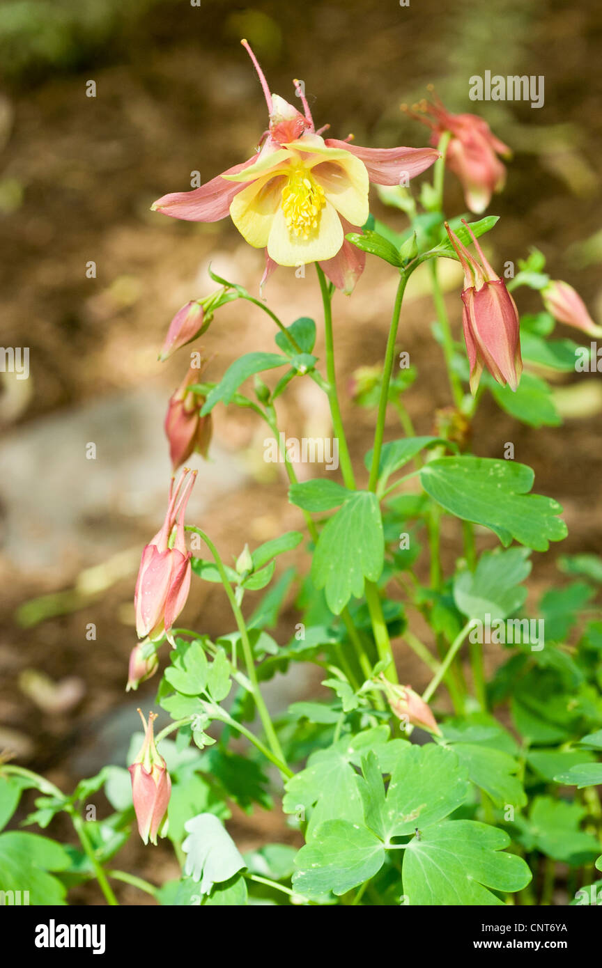 Fleurs jaune rouge du Colorado ou Rocheuses Columbine Aquilegia caerulea, Ranunculaceae Banque D'Images