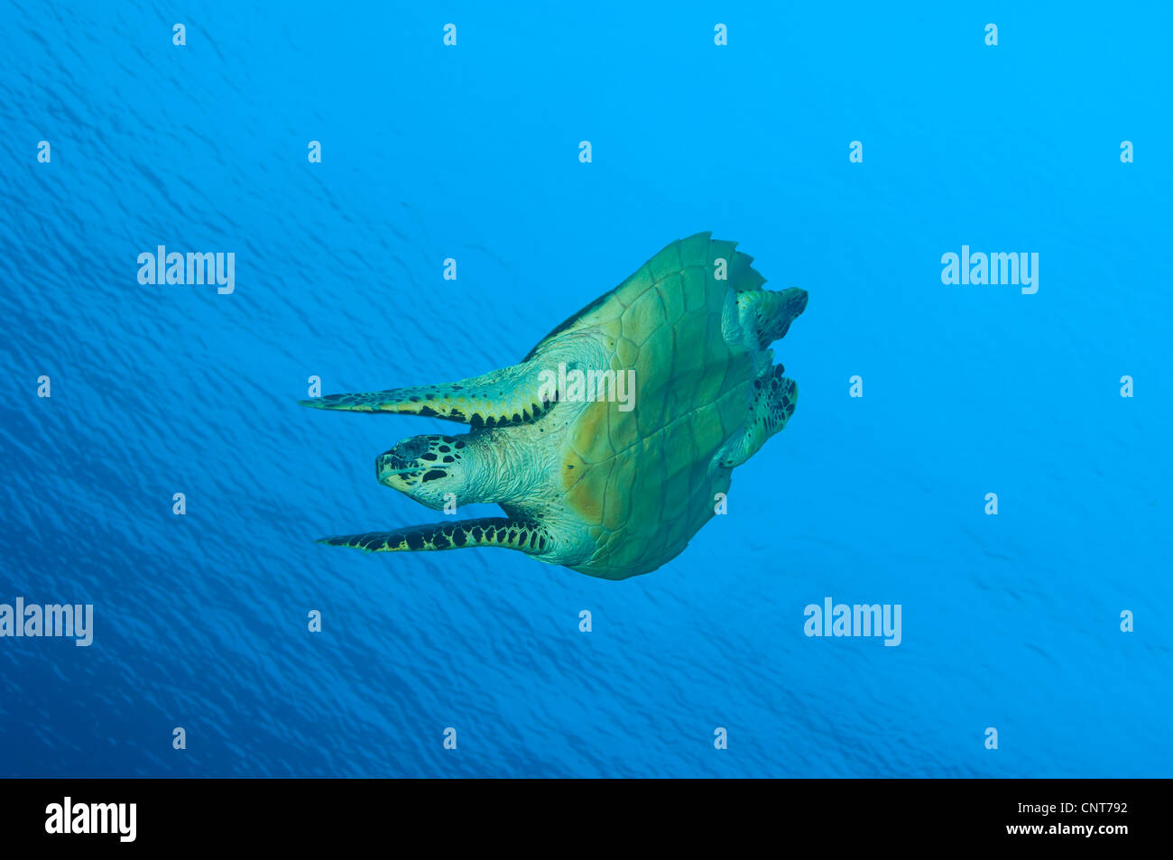 La tortue imbriquée (Eretmochelys imbricata) dans la sous-position, la Papouasie-Nouvelle-Guinée. Banque D'Images