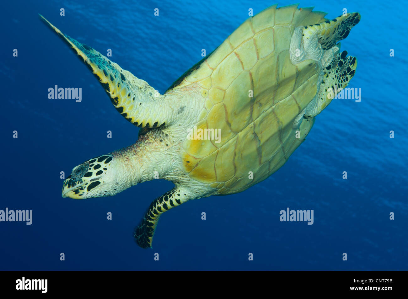 La tortue imbriquée (Eretmochelys imbricata) dans la sous-position, la Papouasie-Nouvelle-Guinée. Banque D'Images