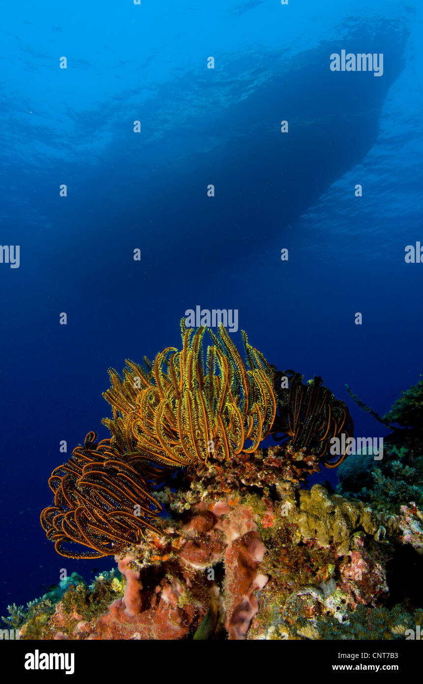 Colonie de crinoïdes avec voile silhouette, pères de corail, Kimbe Bay, la Papouasie-Nouvelle-Guinée. Banque D'Images
