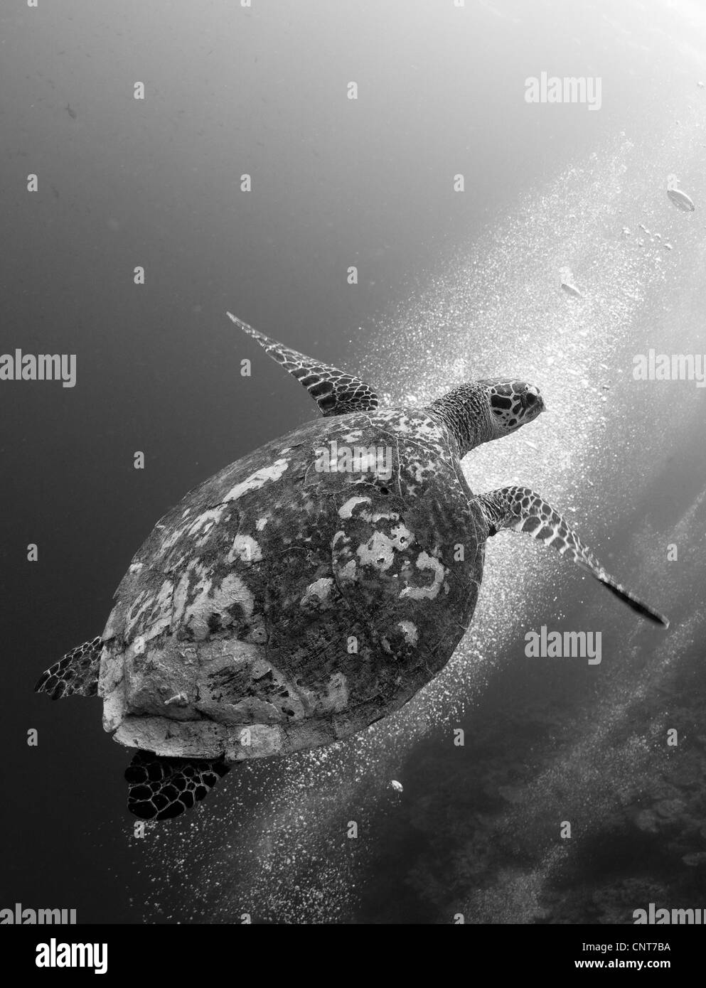 La tortue imbriquée (Eretmochelys imbricata) ordre croissant aganist une colonie de bulles, les Pères reef, Kimbe Bay, la Papouasie-Nouvelle-Guinée. Banque D'Images