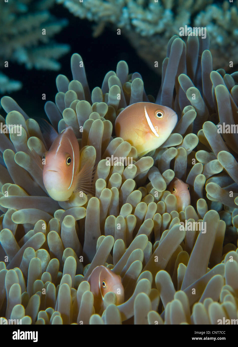 Une famille de quatre poisson clown (Amphiprion perideraion rose) dans de magnifiques Anemone Reef, pères, Kimbe Bay, la Papouasie-Nouvelle-Guinée. Banque D'Images
