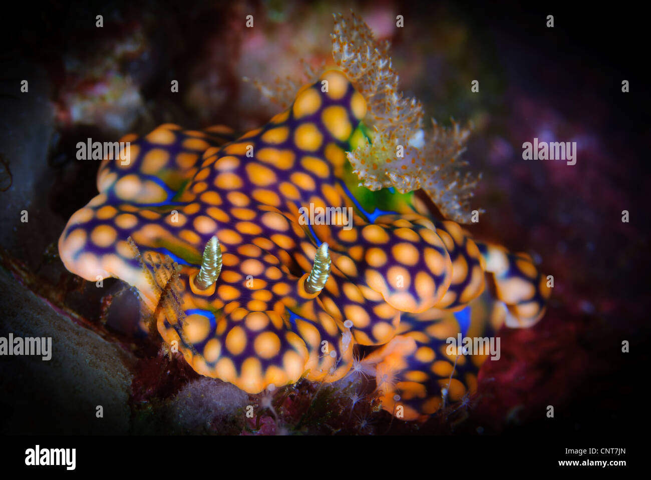 Un ceratosoma Ceratosoma magnificum (magnifique) sur les nudibranches, Russell Islands, Îles Salomon. Banque D'Images
