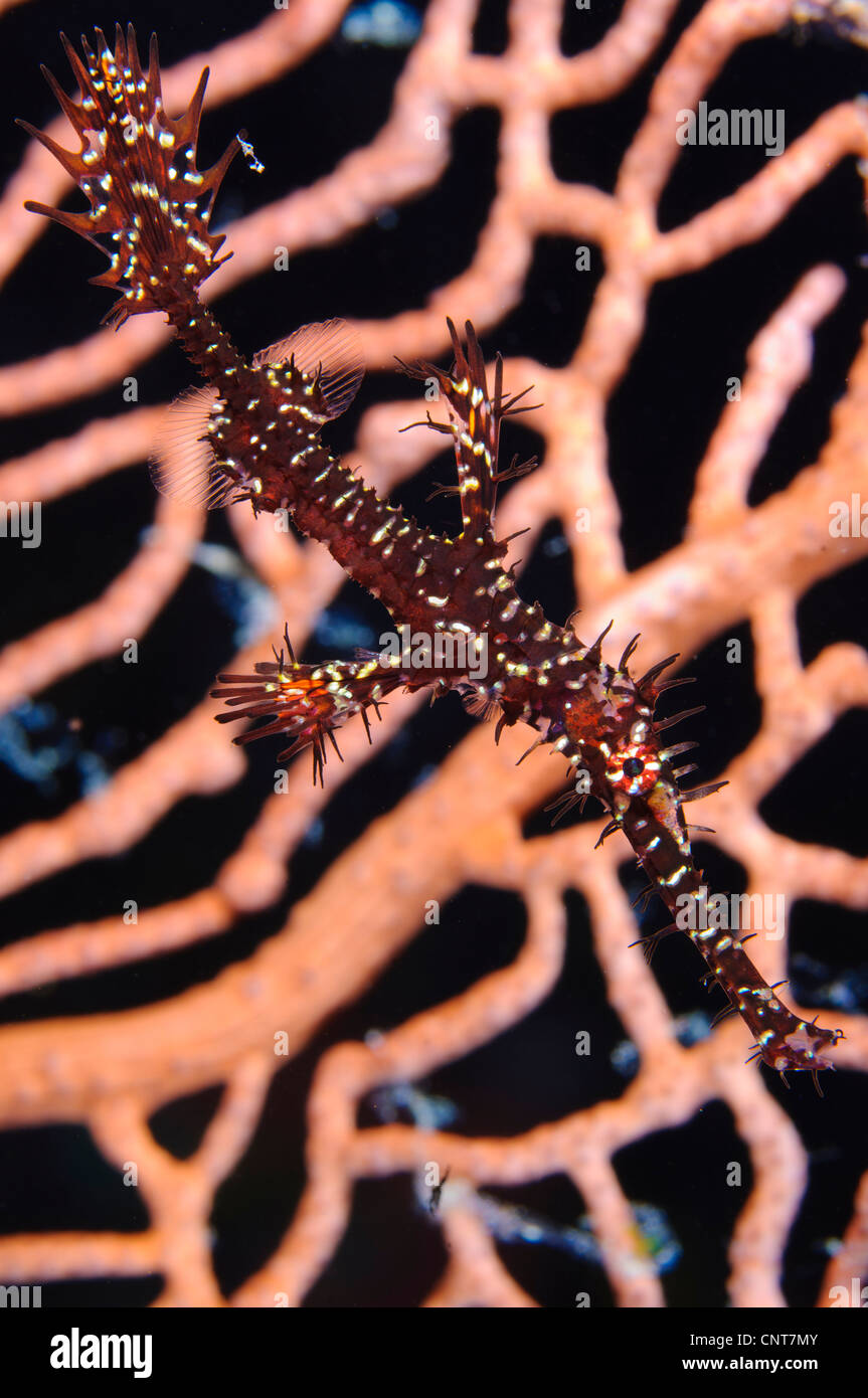 Un noir et jaune ornate ghost (Solenostomus paradoxus syngnathes)  photographié contre coral, Russell Islands, Îles Salomon Photo Stock - Alamy