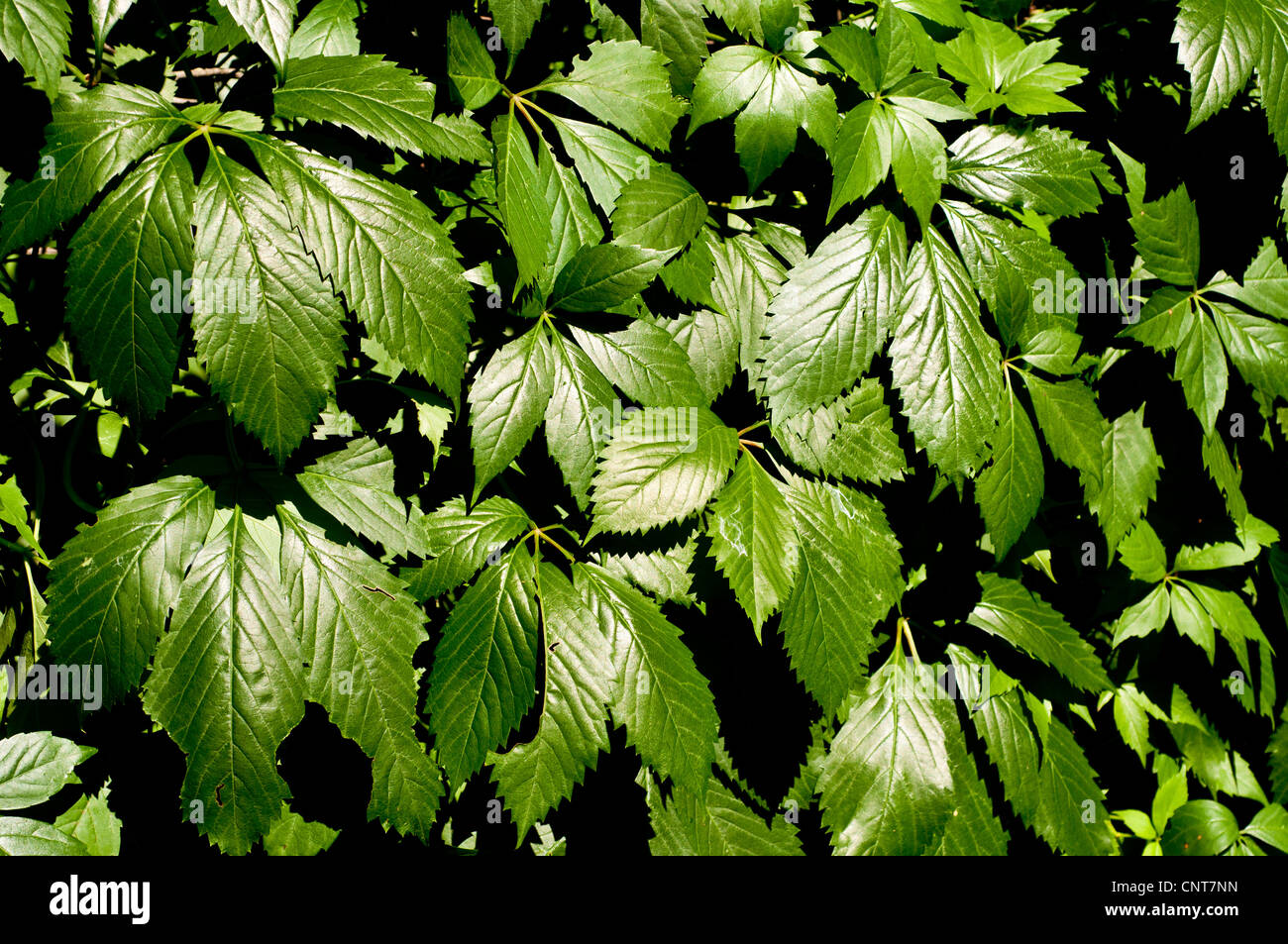 Feuilles de vigne vierge, lierre à cinq feuilles, ou cinq doigts,  Parthenocissus quinquefolia, USA Photo Stock - Alamy
