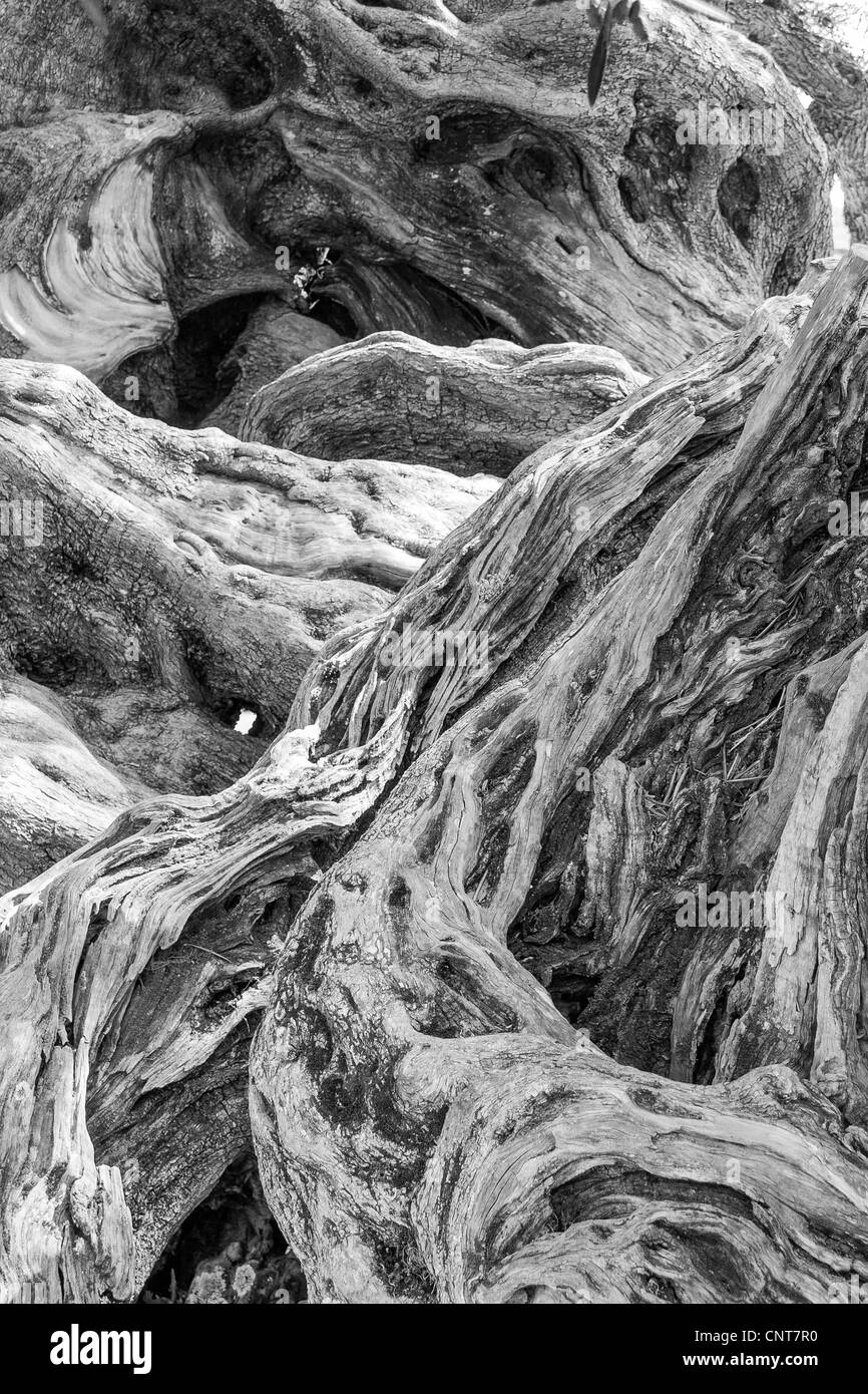 Détail de vieil olivier Exo à Hora dans |noir et blanc Banque D'Images