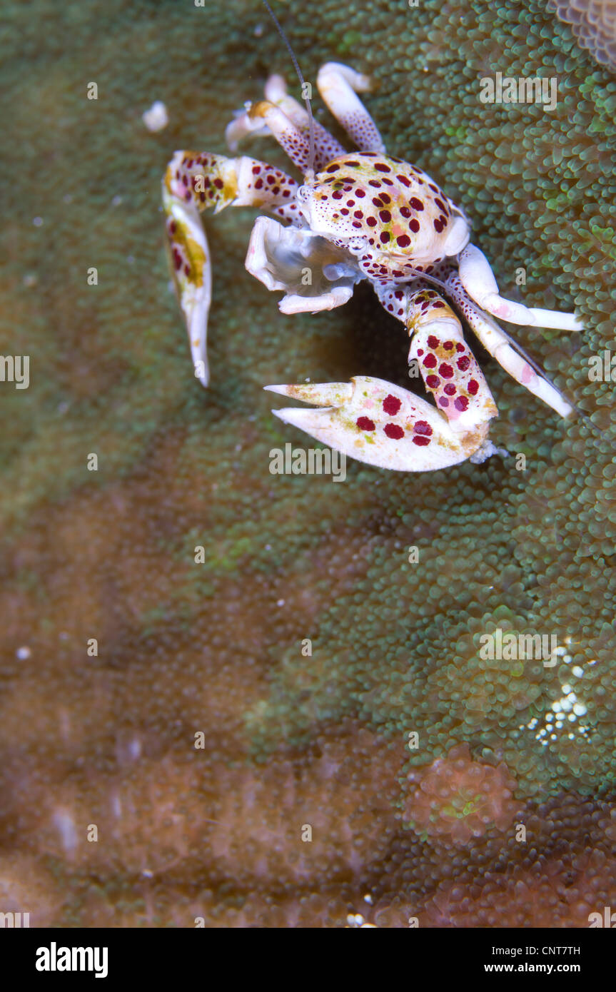 Crabe porcelaine maculée, perché sur anemone manteau, se nourrissant de plancton avec des armes net, Îles Salomon. Banque D'Images