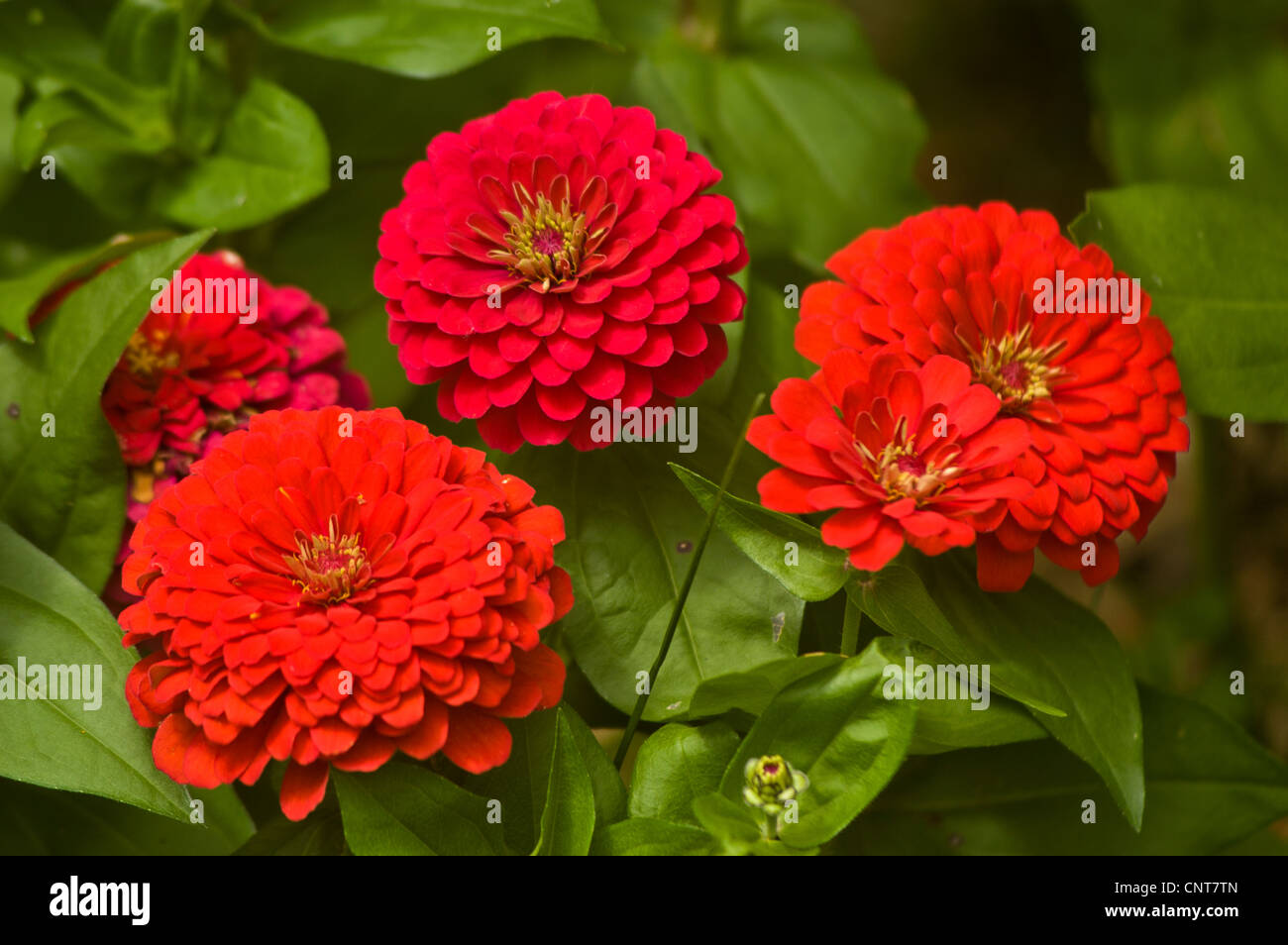 Les fleurs rouges de Zinnia Zinnia elegans, jeunesse,et de prestations de vieillesse, de la famille des Astéracées Banque D'Images