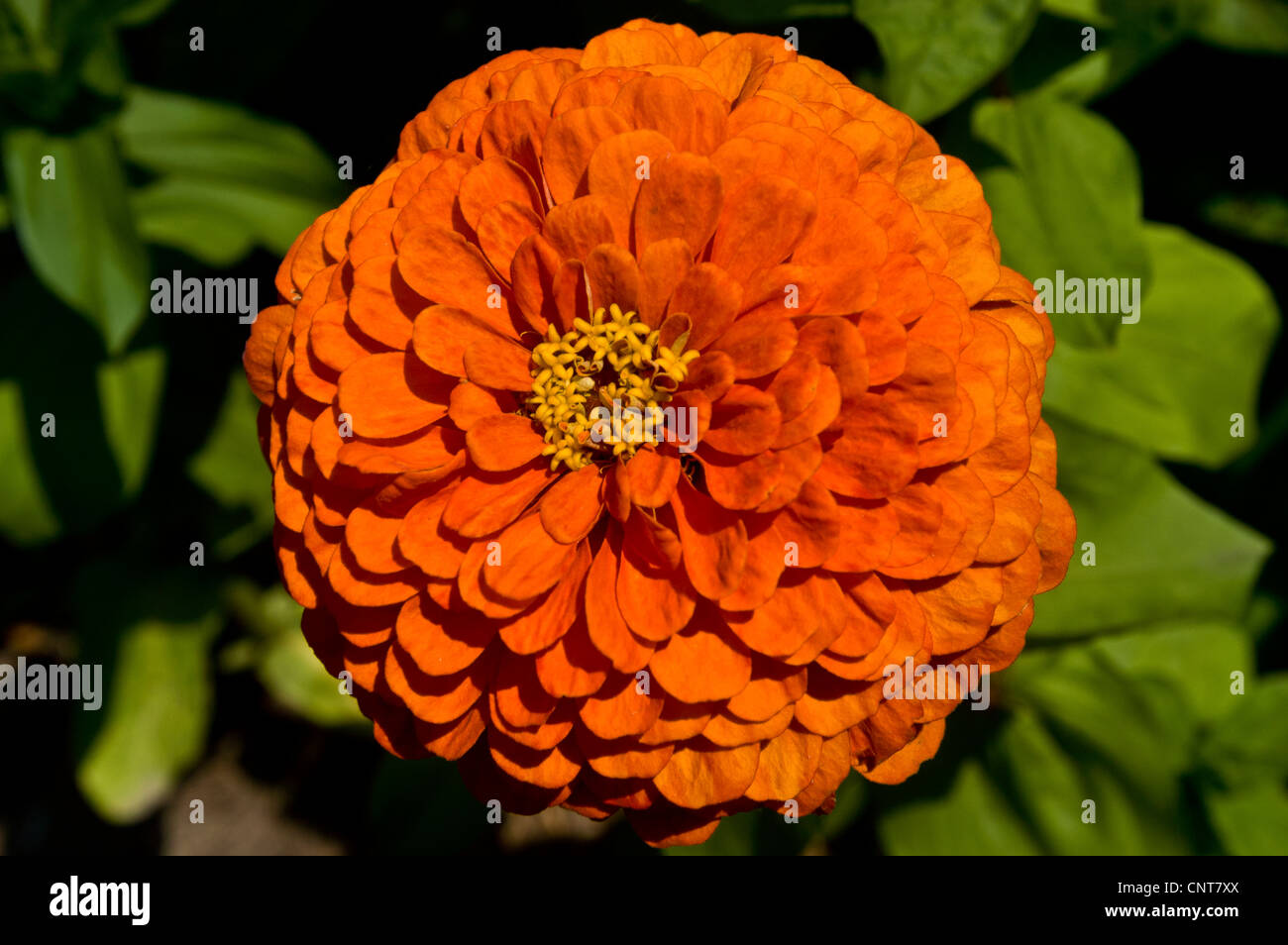 La fleur de Zinnia Zinnia elegans, jeunesse,et de prestations de vieillesse, de la famille des Astéracées, Bloom, blossom, pétales, le cultivar, l'horticulture Banque D'Images