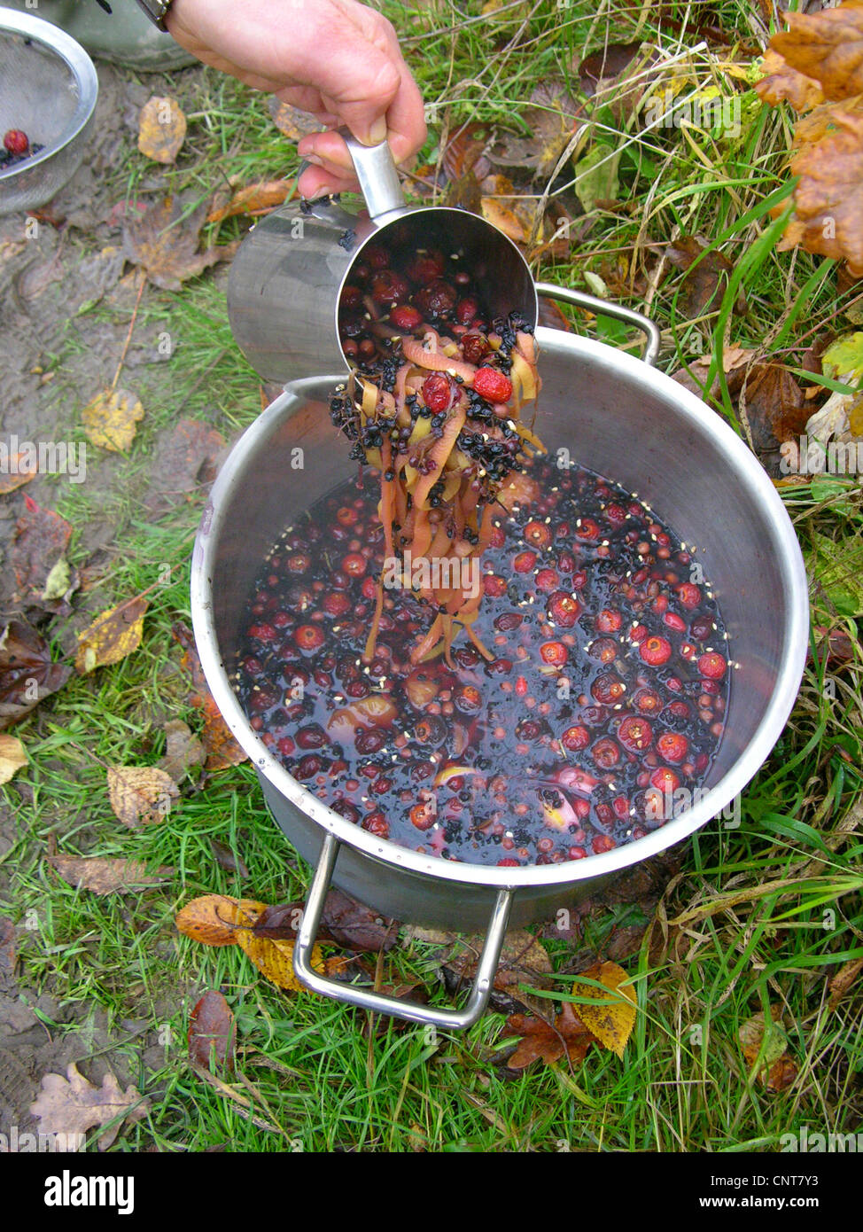 La cuisine des enfants un fruit teaa de différents fruits sauvages, Allemagne Banque D'Images