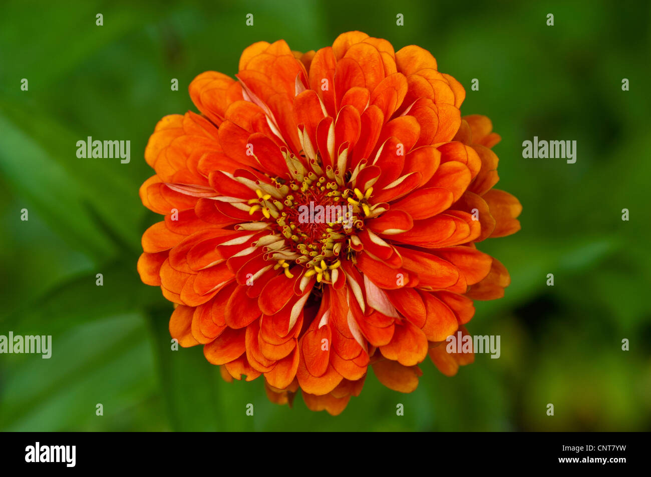 Close up, Orange Fleur de Zinnia Zinnia elegans, commune, les jeunes-et-old-age, Asteraceae, Bloom, blossom, pétales, le cultivar Banque D'Images