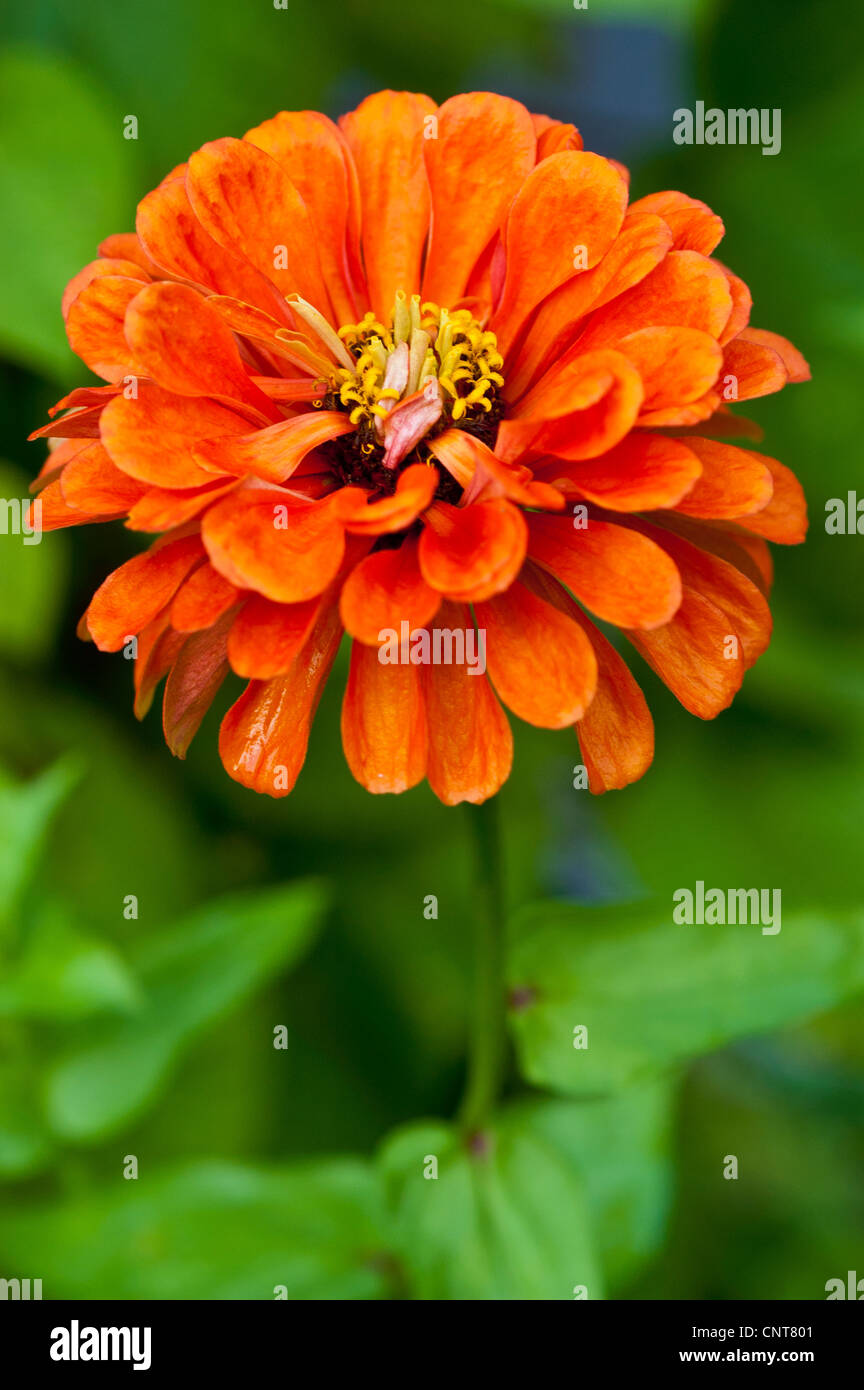 Close up, Orange Fleur de Zinnia Zinnia elegans, commune de la jeunesse,et de prestations de vieillesse, de la famille des Astéracées Banque D'Images