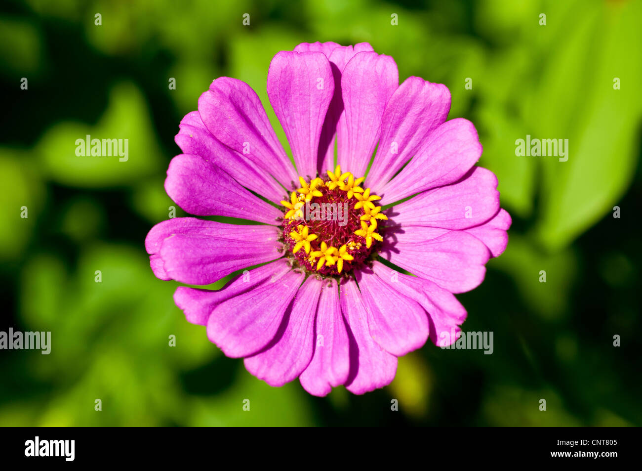 Close up, Rose, fleur de Zinnia Zinnia angustifolia, Asteraceae, Bloom, blossom, pétales, le cultivar, l'horticulture, le jardinage Banque D'Images