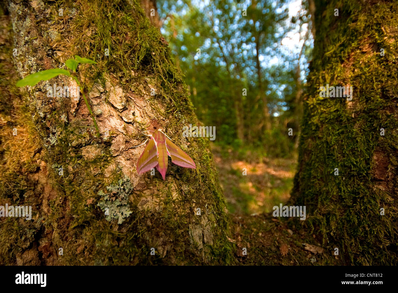 (Deilephila elpenor sphynx éléphant), assis à une place au soleil sur un tronc de chêne, l'Allemagne, Rhénanie-Palatinat Banque D'Images