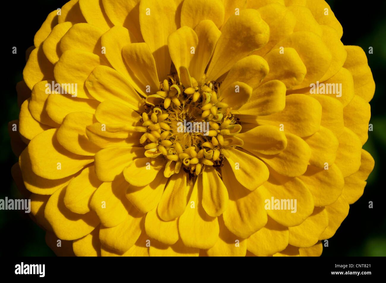 Close up of yellow flower de Zinnia Zinnia elegans, jeunesse,et de prestations de vieillesse, de la famille des Astéracées Banque D'Images