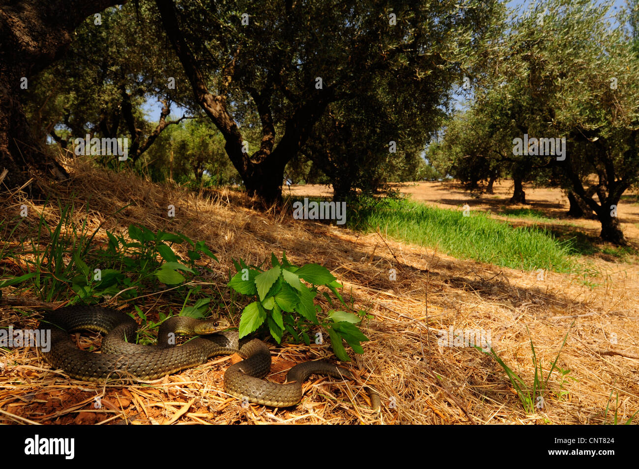 L'Est de Montpellier (Malpolon insignitus Couleuvre Malpolon monspessulanus insignitus,), située dans une oliveraie, Grèce, Péloponnèse, Messinien Banque D'Images