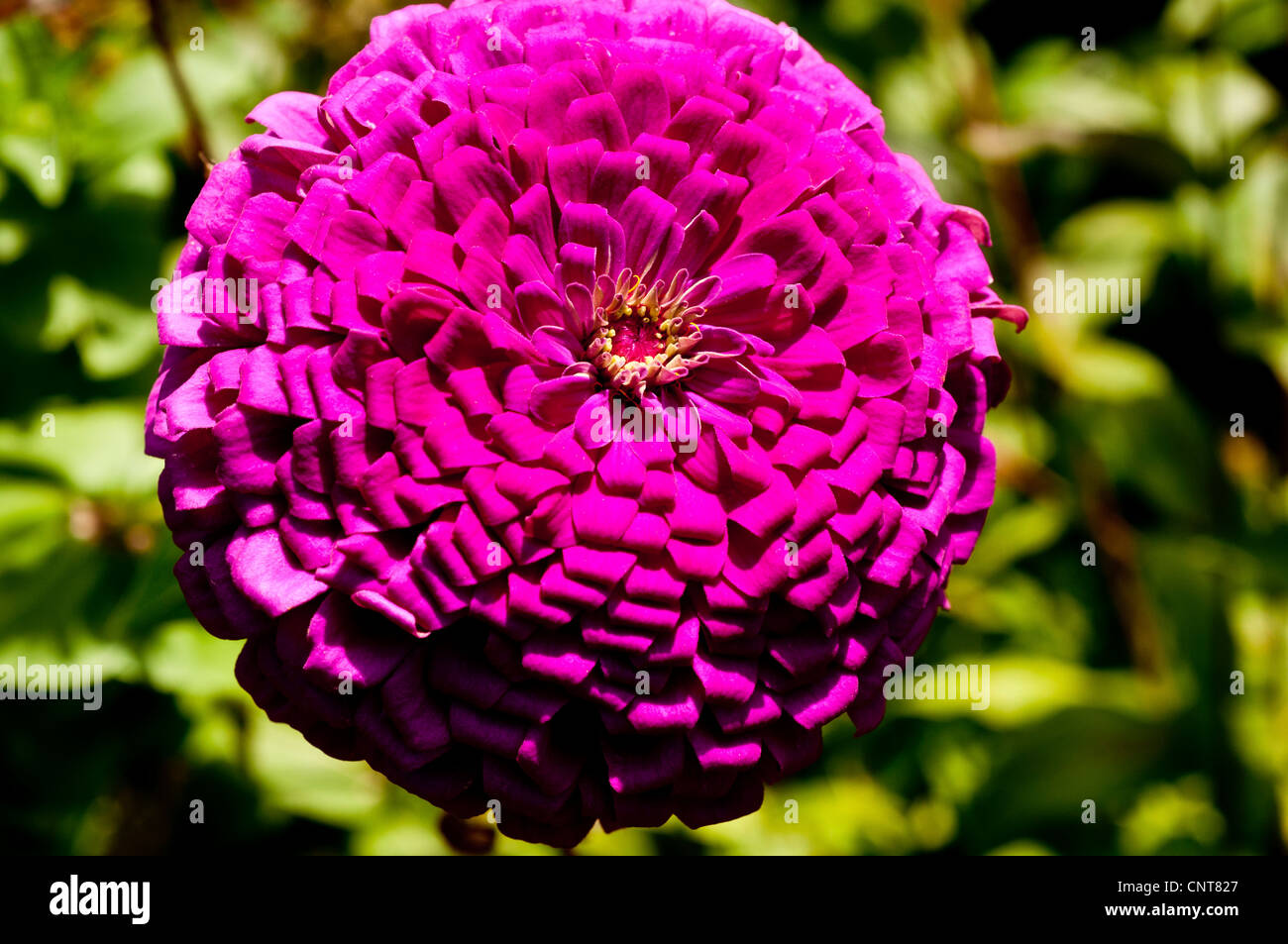 Close up de pourpre violet fleur de Zinnia Zinnia elegans, commune de la jeunesse,et de prestations de vieillesse, de la famille des Astéracées Banque D'Images