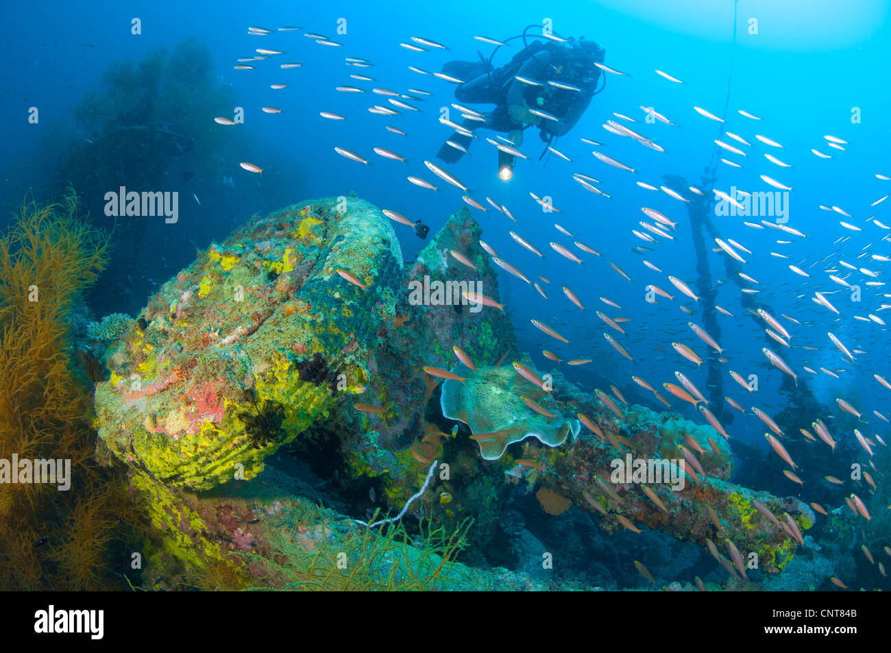 Un navire de guerre japonais Maru coulé pendant pendant la Deuxième Guerre mondiale, Morovo Lagoon, Îles Salomon. Banque D'Images