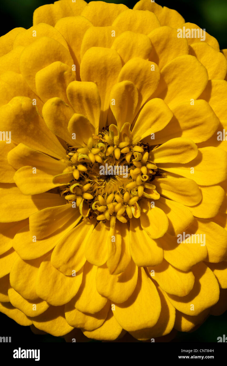 Close up of yellow flower de Zinnia Zinnia elegans, jeunesse,et de prestations de vieillesse, de la famille des Astéracées Banque D'Images