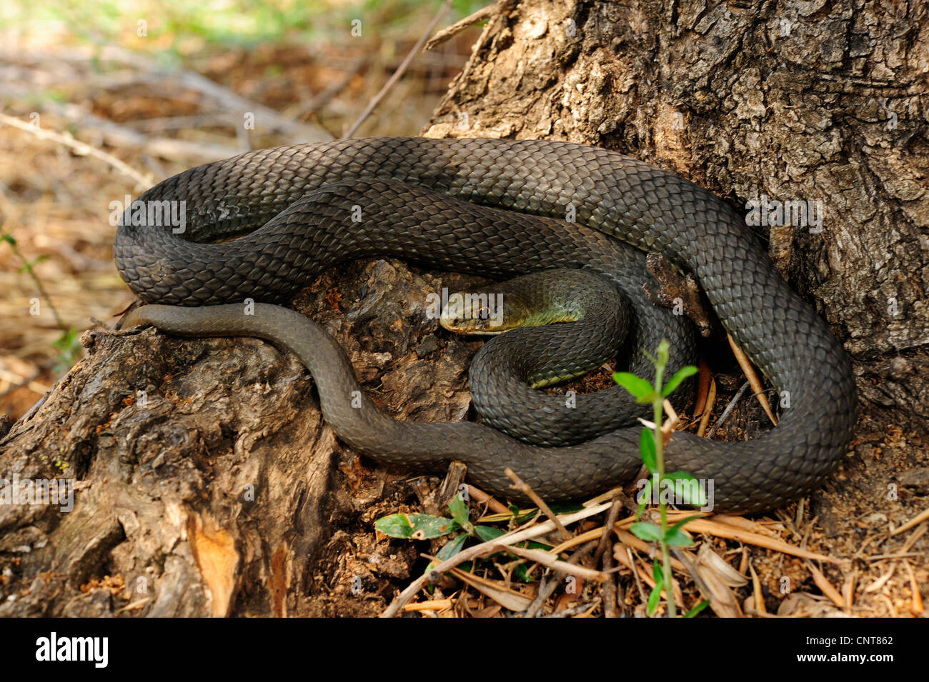 L'Est de Montpellier (Malpolon insignitus Couleuvre Malpolon monspessulanus insignitus,), située près d'une tige de l'arbre, de la Grèce, Péloponnèse, Messinien Banque D'Images