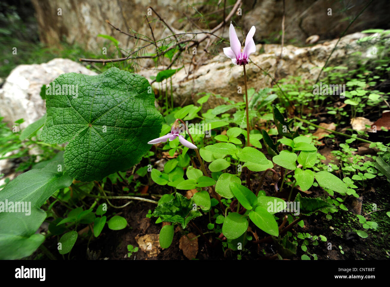 Cyclamen graecum sowbread (grec), Grec sowbread, Grèce, Péloponnèse, Messinien Banque D'Images