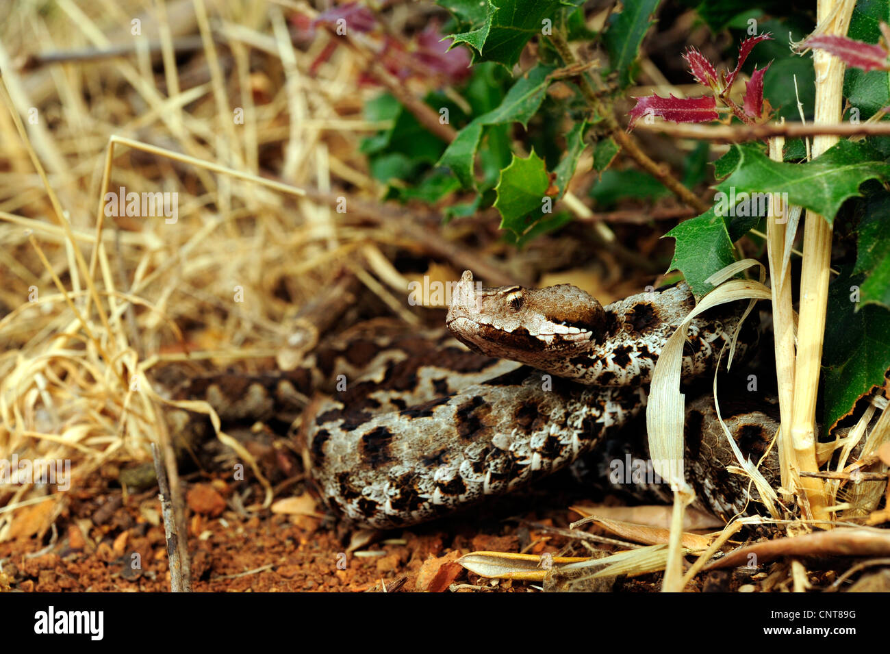 Sand Viper, vipère à cornes-nez (Vipera ammodytes, Vipera ammodytes meridionalis), attente de proie, Grèce, Péloponnèse, Messinien Banque D'Images