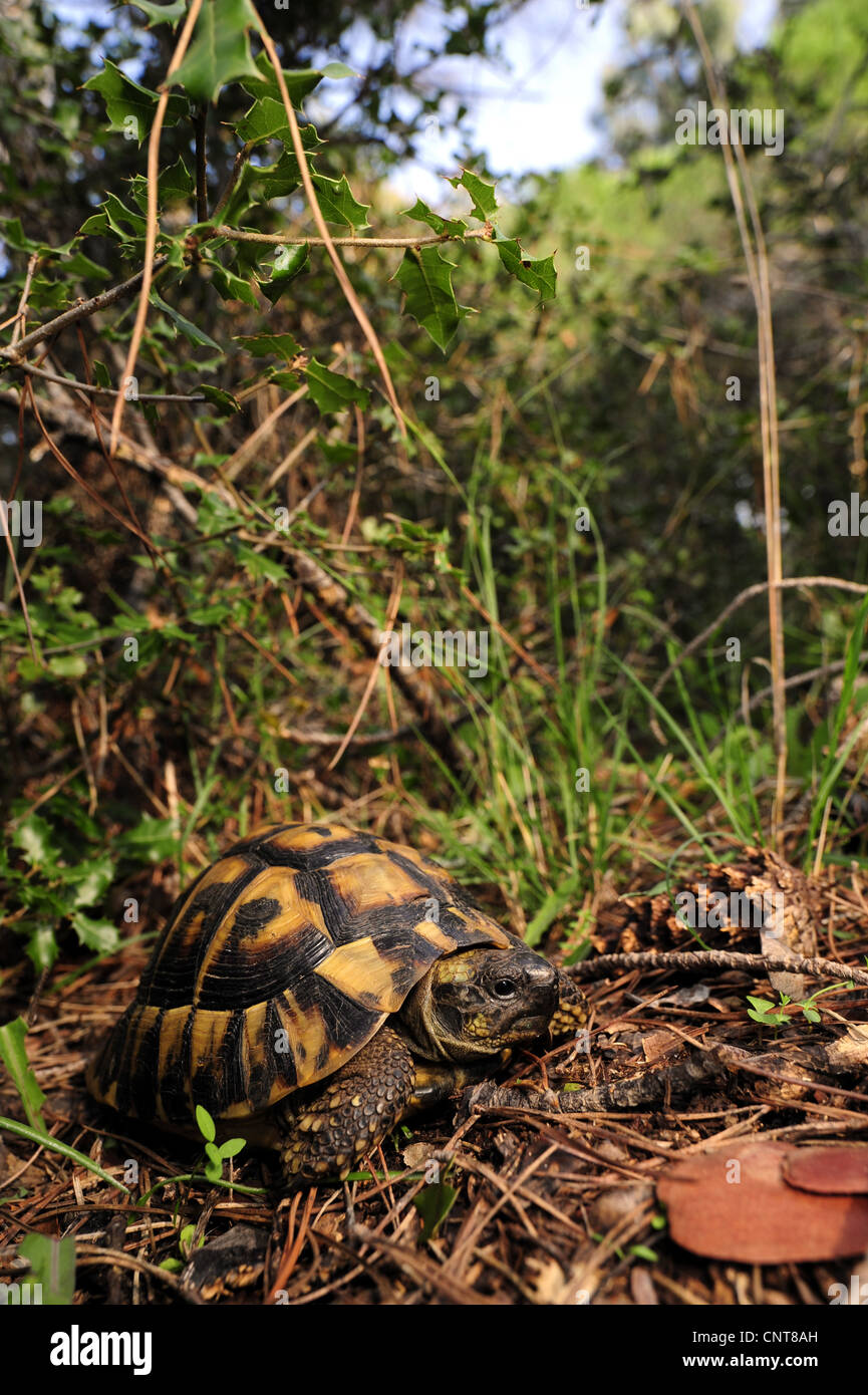 La tortue d'Hermann, tortue grecque (Testudo hermanni, Testudo hermanni boettgeri), assis dans un buisson, Grèce, Péloponnèse, Natura 2000 Strofilia Banque D'Images