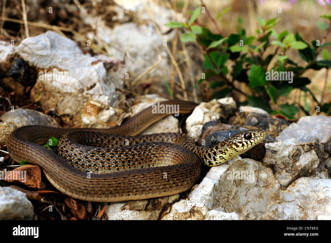 Snake whip des Balkans (Hierophis gemonensis, Coluber gemonensis), couché sur les pierres, Grèce, Péloponnèse Banque D'Images