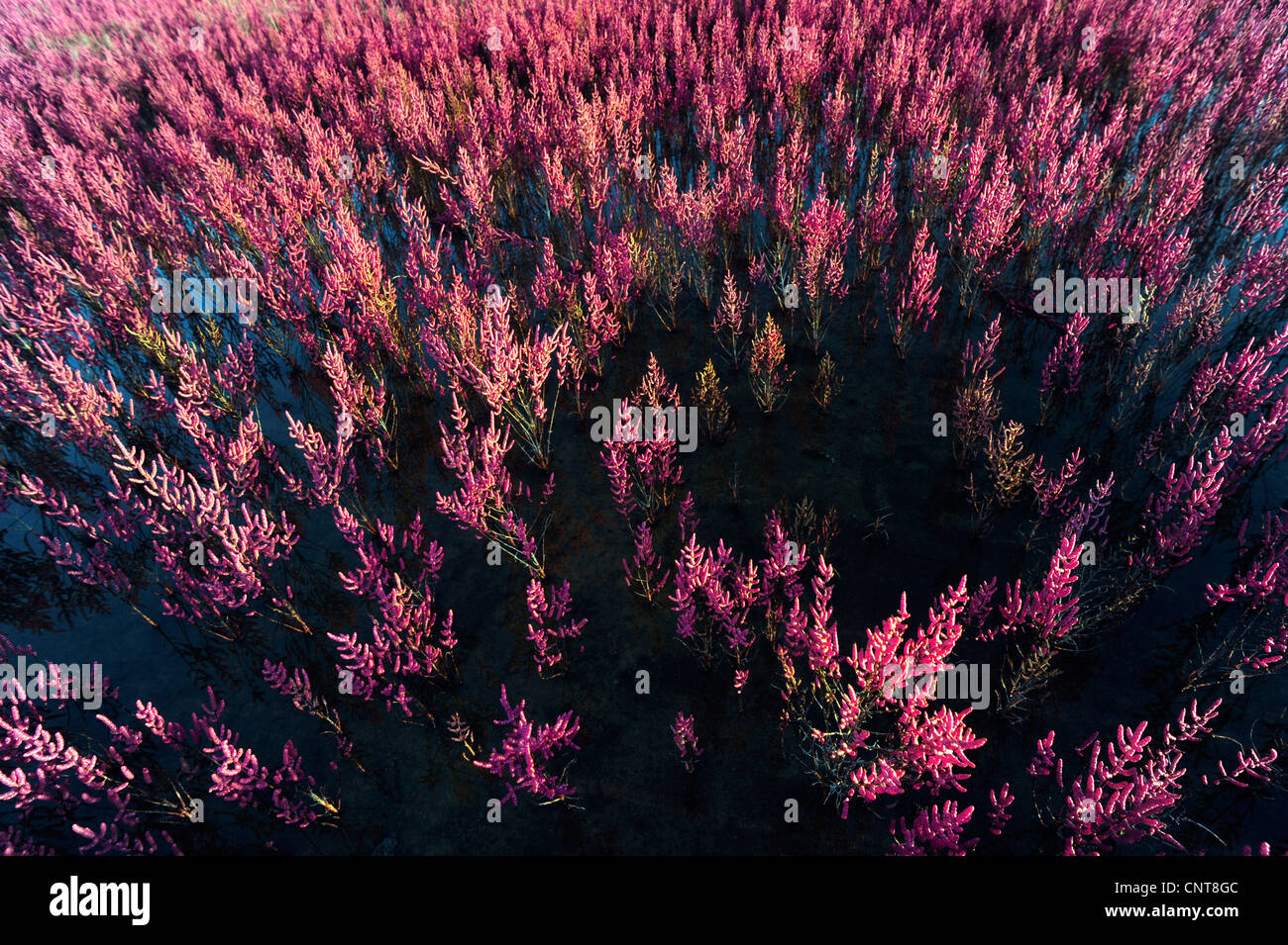 La salicorne (Salicornia ramosissima agg.), la salicorne, Grèce, Péloponnèse, zone Natura 2000 lagune de Gialova Banque D'Images