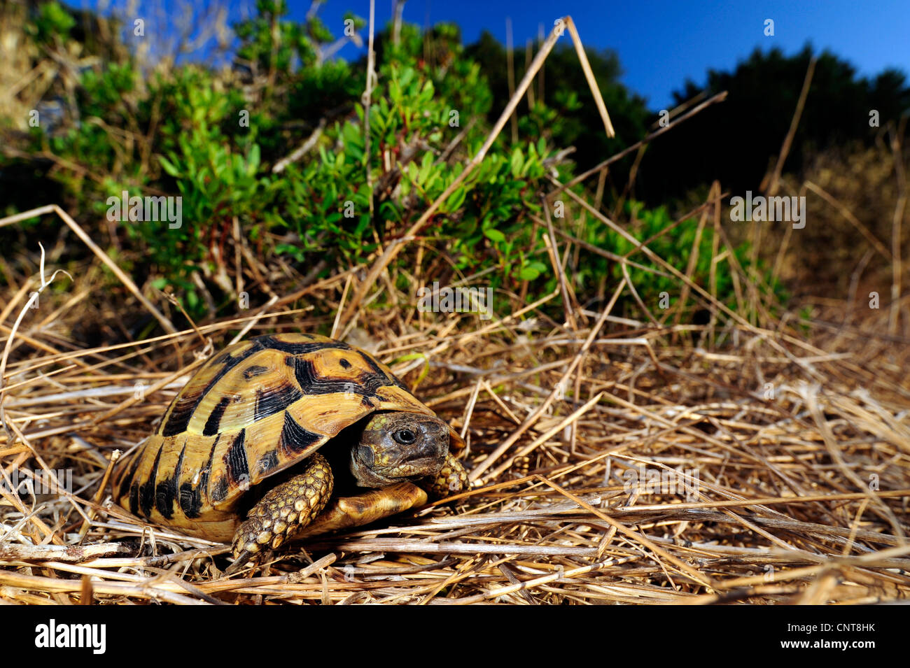 Tortue tortue grecque, Hermanns, Boettgers (tortue Testudo hermanni boettgeri), marcher dans la paille, Grèce, Péloponnèse, Natura 2000 lagune de Gialova Gebiet Banque D'Images