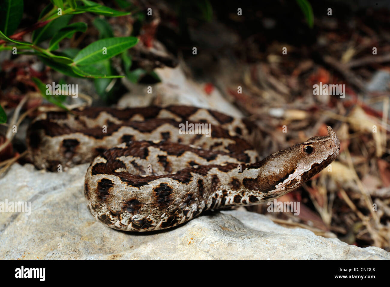 Sand Viper, vipère à cornes-nez (Vipera ammodytes, Vipera ammodytes meridionalis), la recherche de proies, Grèce, Péloponnèse, Messinien Banque D'Images