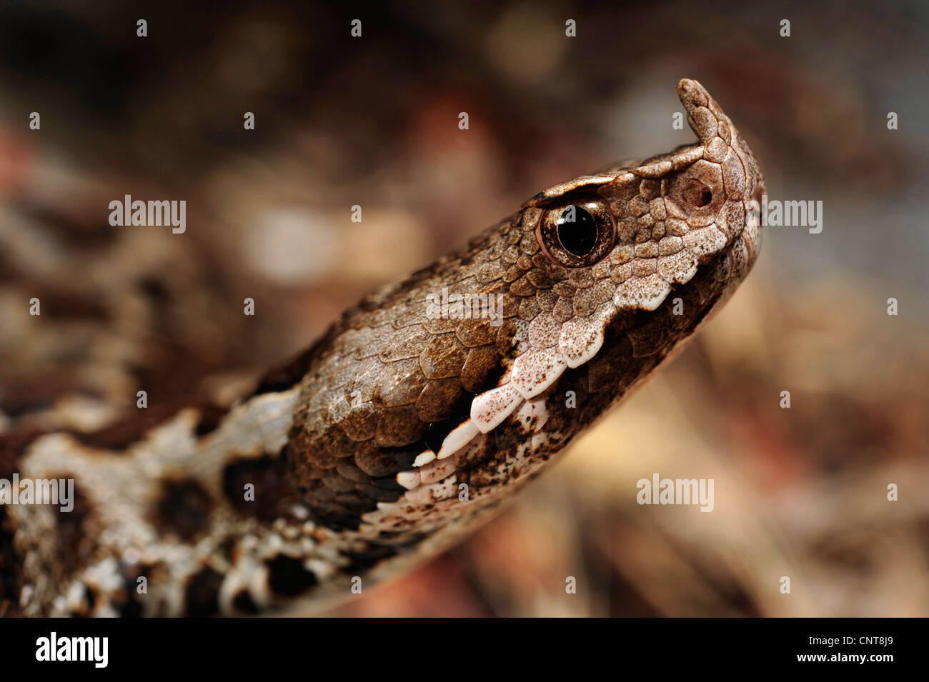 Sand Viper, vipère à cornes-nez (Vipera ammodytes), portrait, Grèce, Péloponnèse, Messinien Banque D'Images