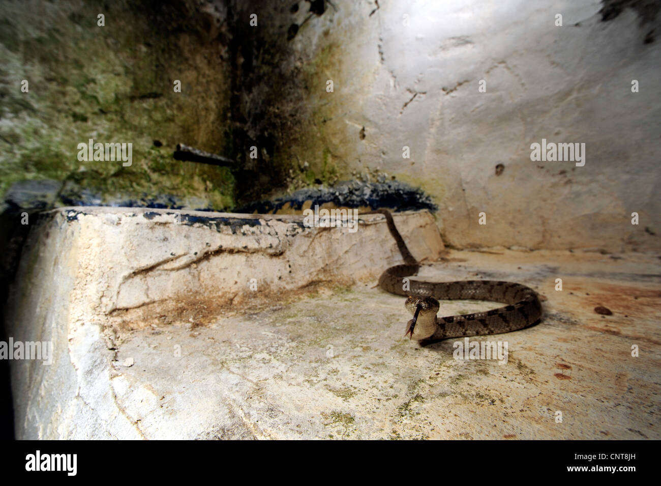 Cat, serpent serpent chat européen (Telescopus fallax), d'effleurement, Grèce, Péloponnèse Banque D'Images