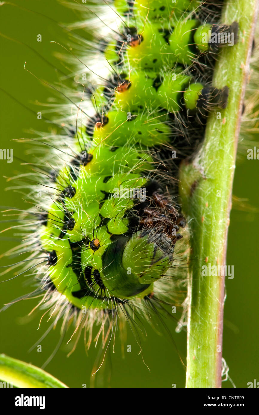 Saturnia pavonia (empereur, Eudia pavonia), Caterpillar à une pousse, l'Allemagne, Rhénanie-Palatinat Banque D'Images