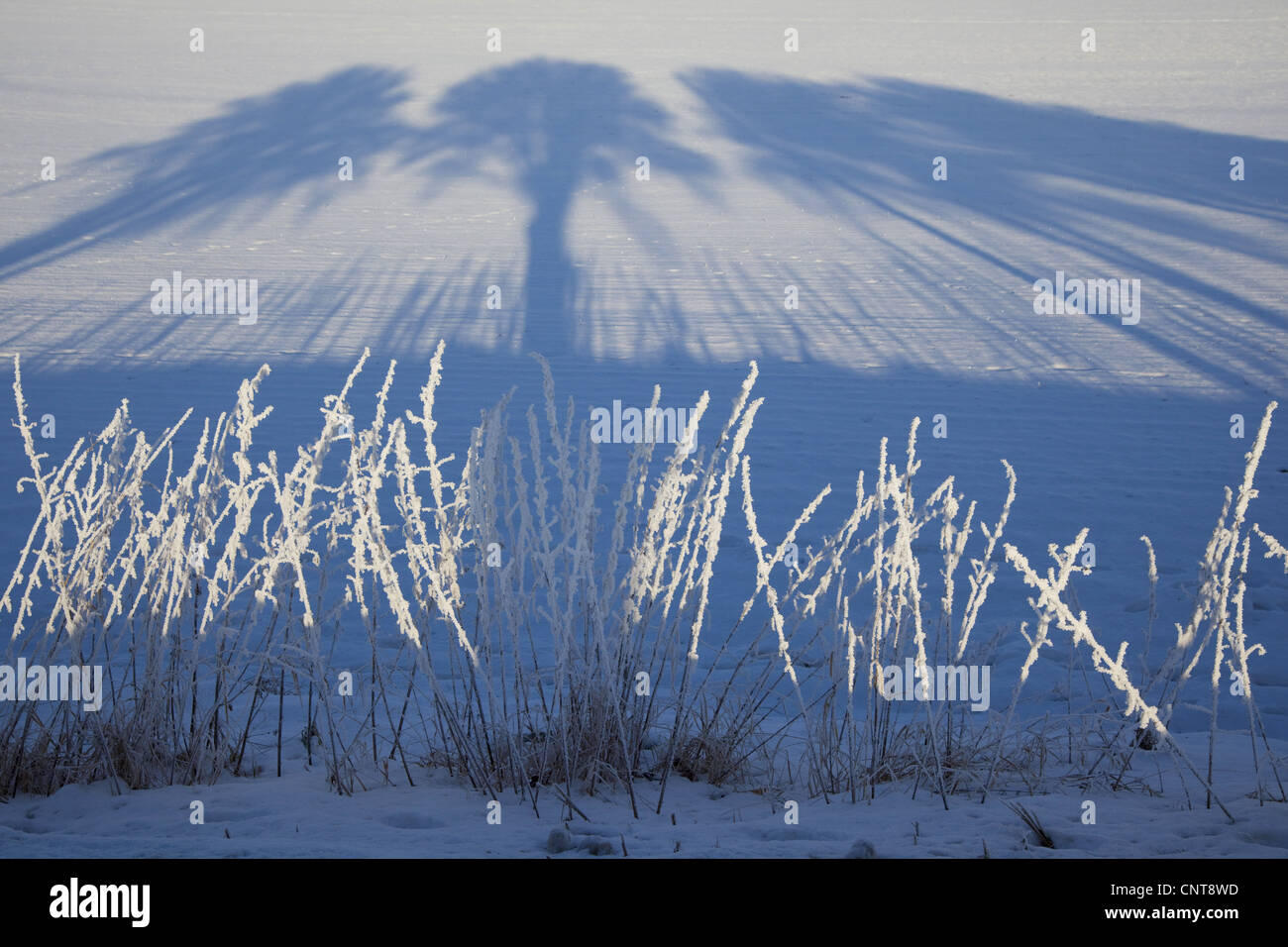 Lever du soleil dans paysage de neige avec shodows d'arbres, l'Allemagne, la Saxe, Vogtlaendische Schweiz Banque D'Images