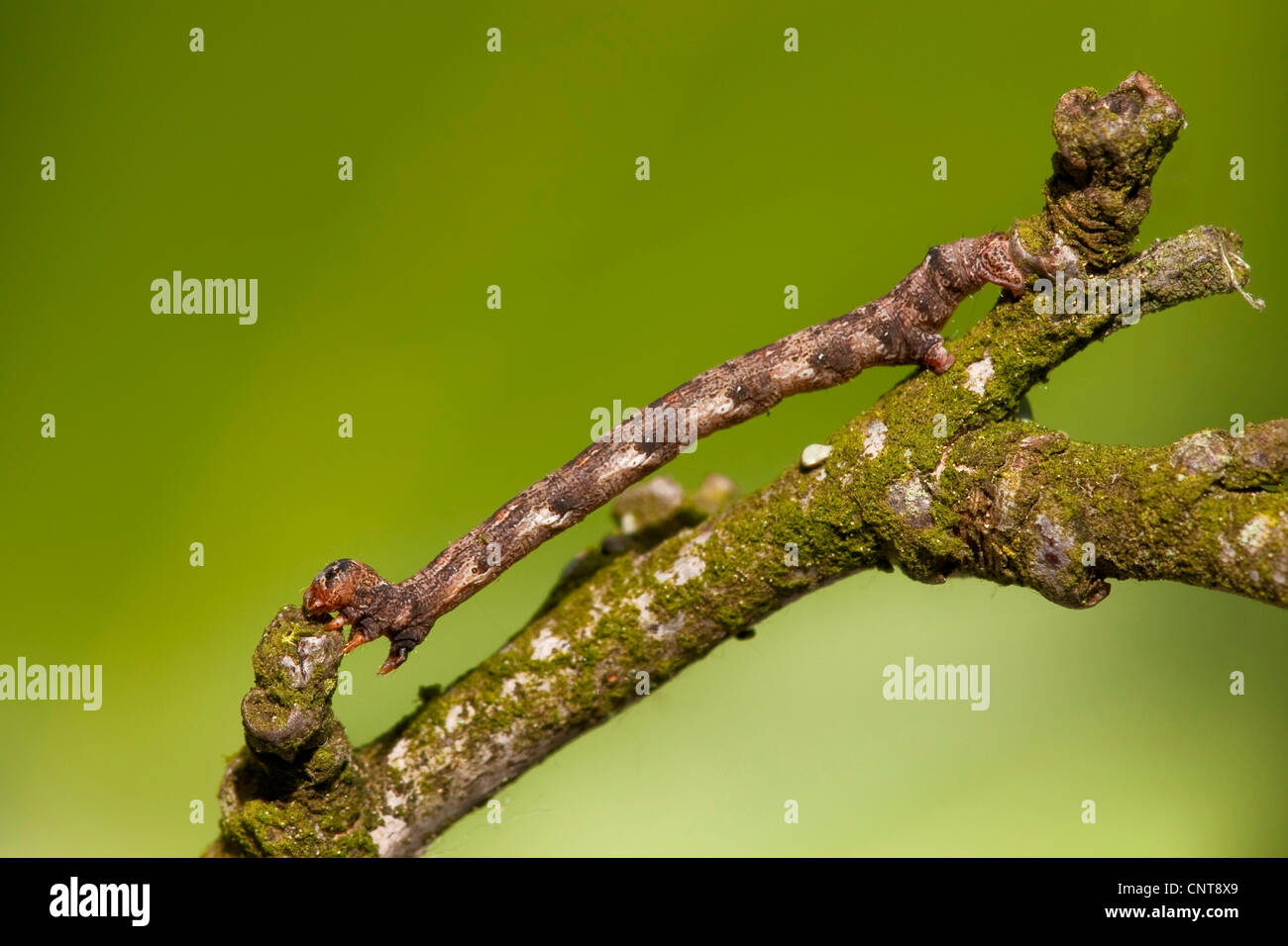 Caterpillar d'un géomètre papillon sur une branche, l'Allemagne, Rhénanie-Palatinat Banque D'Images