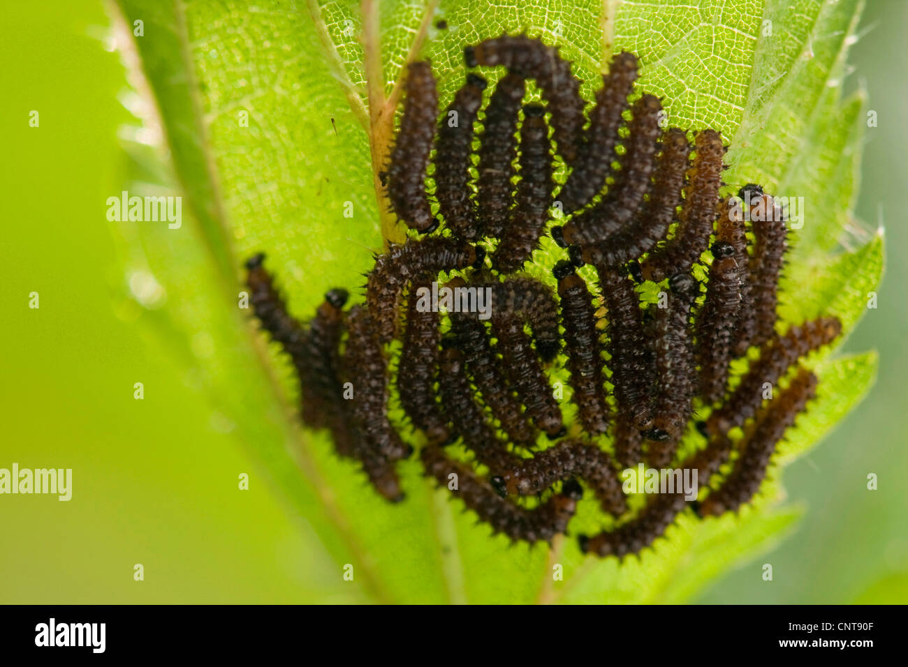 Petite écaille (Aglais urticae), chenilles sur une ortie, Allemagne, Rhénanie du Nord-Westphalie Banque D'Images