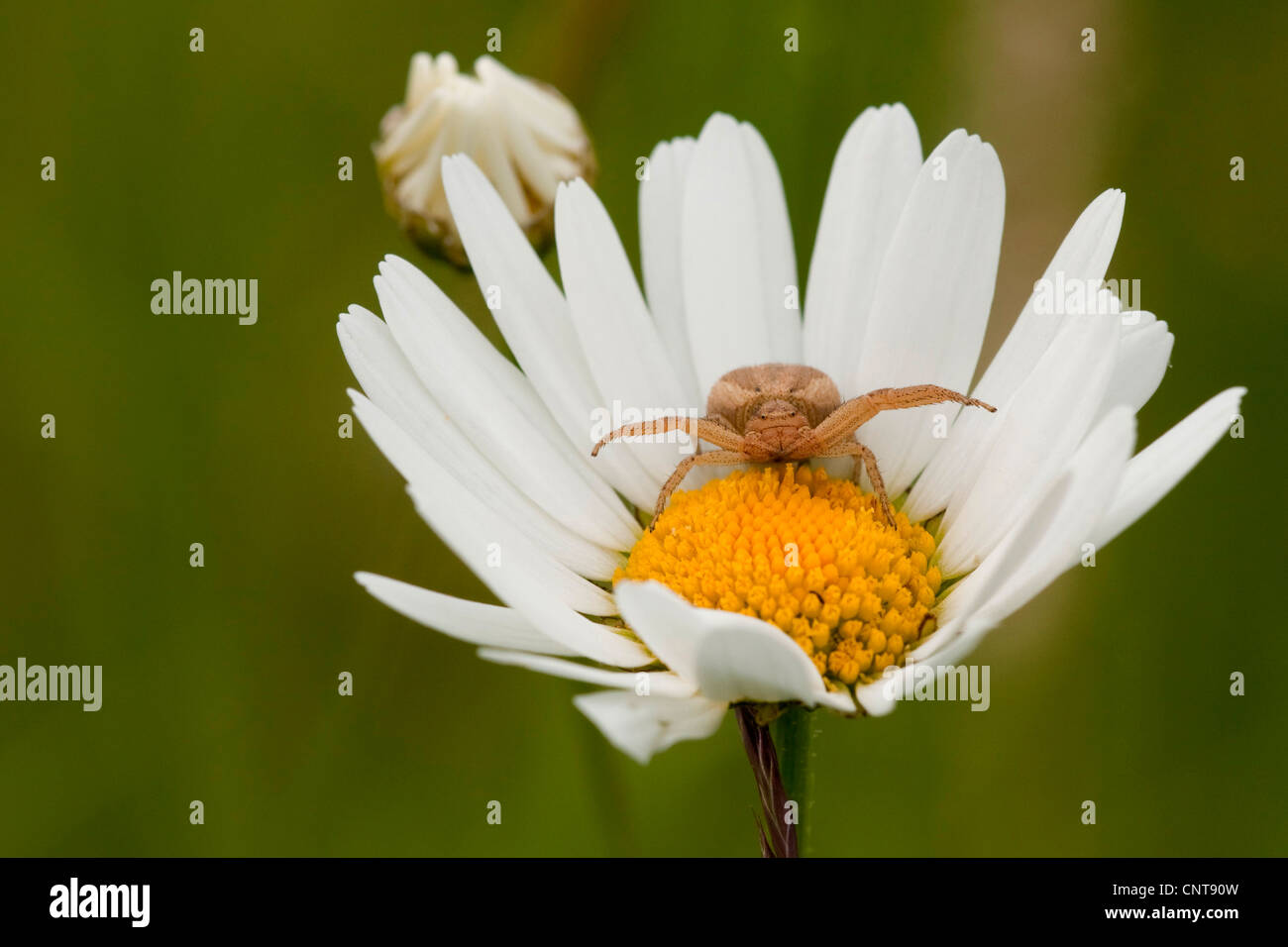 Oxeye daisy (Chrysanthemum leucanthemum Leucanthemum vulgare), l'araignée crabe, tapi dans une fleur, Allemagne, Rhénanie du Nord-Westphalie Banque D'Images