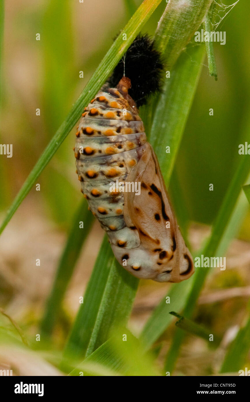 Marsh fritillary (Euphydryas aurinia), pupe, Allemagne, Rhénanie-Palatinat Banque D'Images