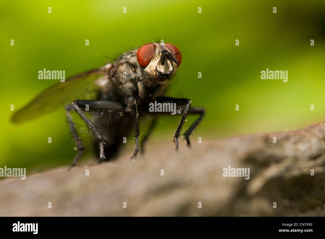 Fleshfly, chair-fly (Sarcophaga carnaria), assis, l'Allemagne, Rhénanie-Palatinat Banque D'Images