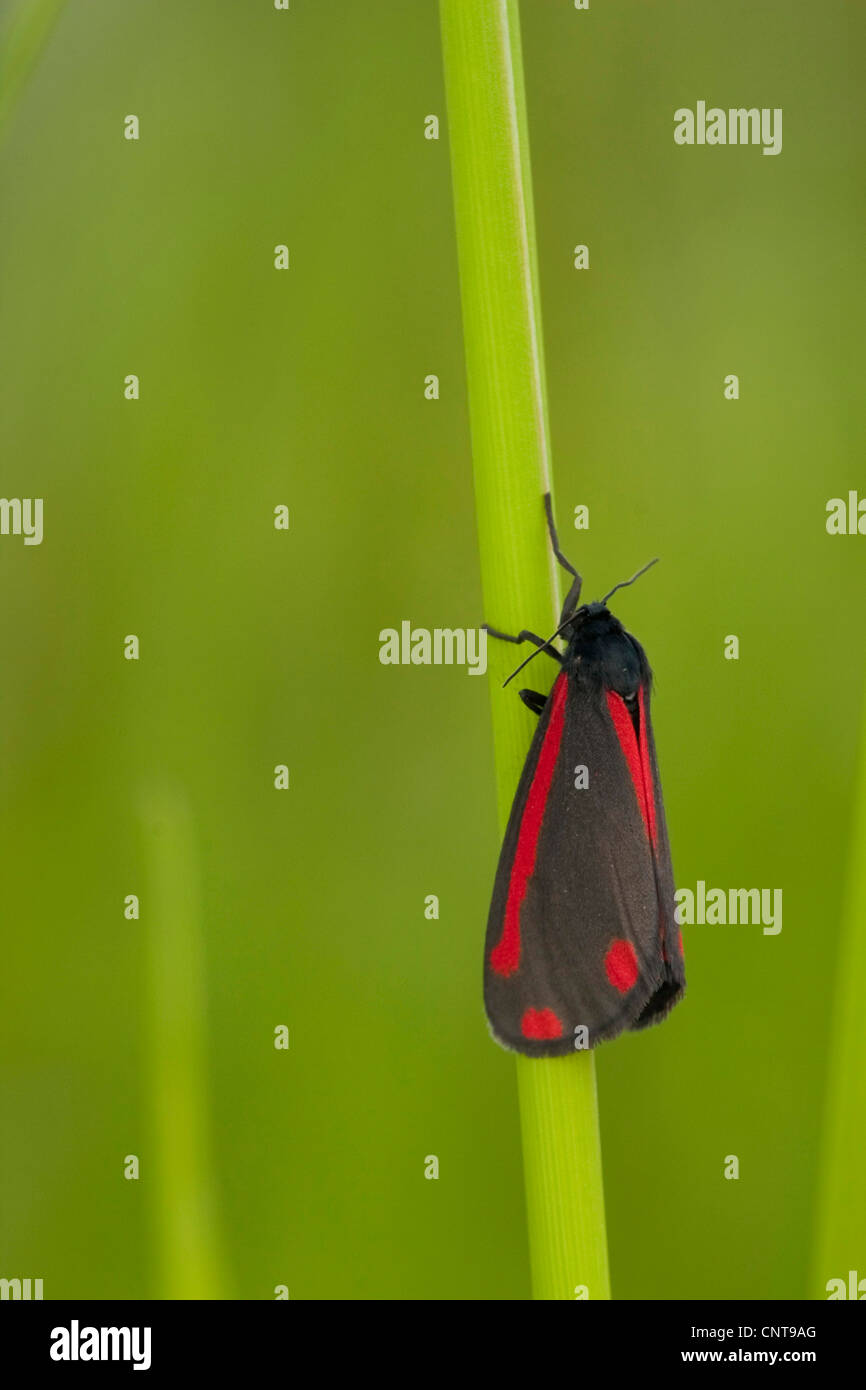 Le cinabre (Tyria jacobaeae), assis à un brin d'herbe, de l'Allemagne, Rhénanie-Palatinat Banque D'Images